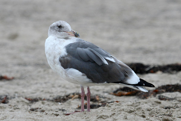 Western Gull